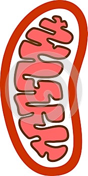 Structure of mitochondrion photo